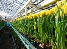 МУПЭП «Горзеленхоз» вырастил к Международному женскому дню около полумиллиона тюльпанов