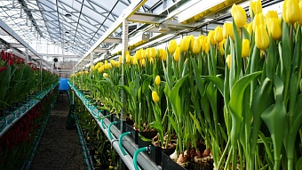 МУПЭП «Горзеленхоз» вырастил к Международному женскому дню около полумиллиона тюльпанов